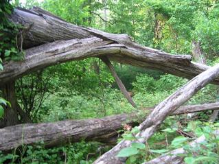 #1: An excellent landmark of logs in this view to the east from the confluence.