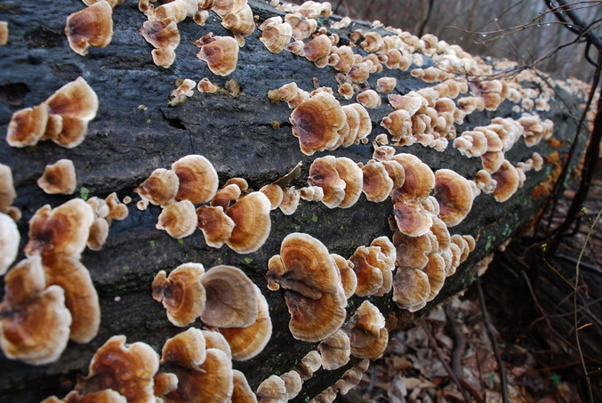 A fallen tree