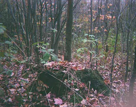 A rock in the Vermont woods.