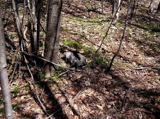 #1: Confluence with camouflaged Geocache box