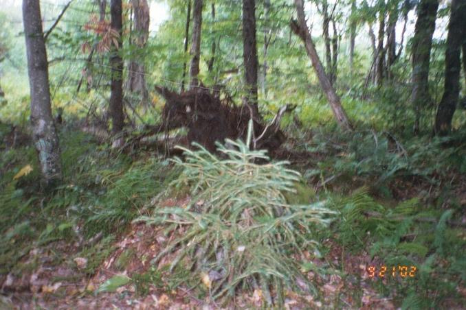 A small pine next to confluence rock