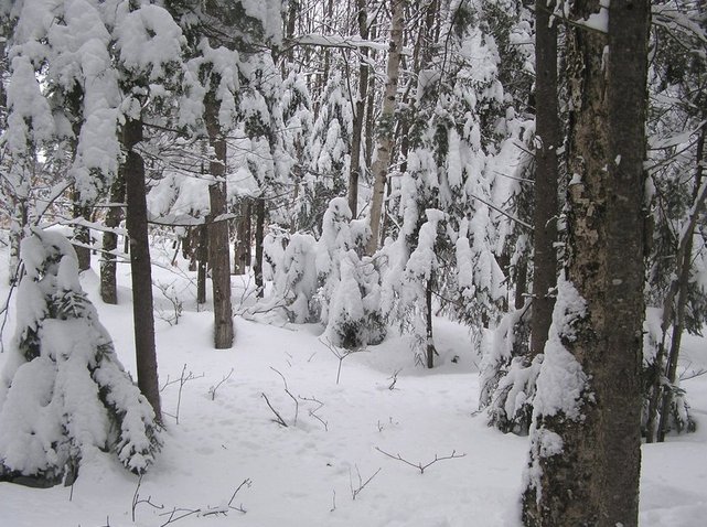 Looking North from the confluence