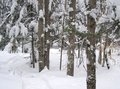 #4: Looking West from the confluence