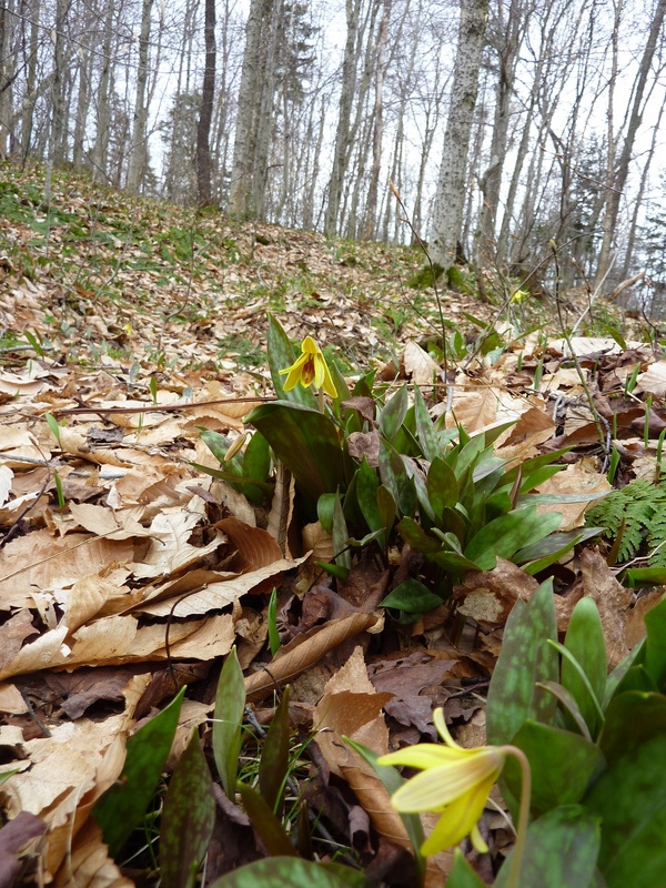 Flowers coming up