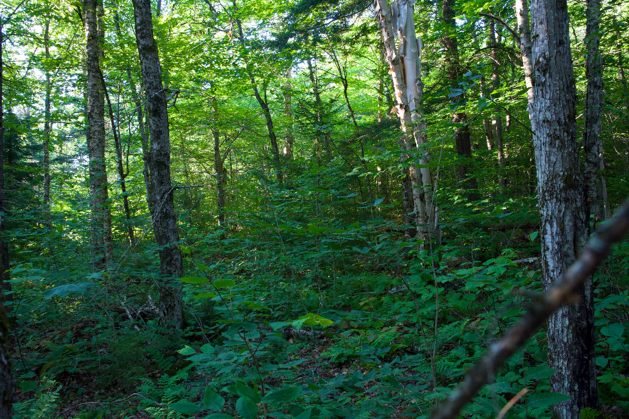 The confluence point lies within a large forest.  (This is also a view to the North.)