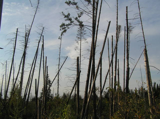 View toward Canada, toward the north, from the confluence of 45 North 72 West.