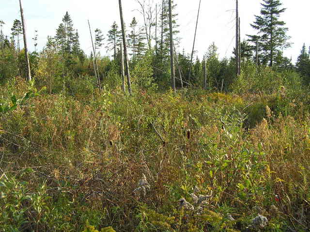 View to the south from the confluence.