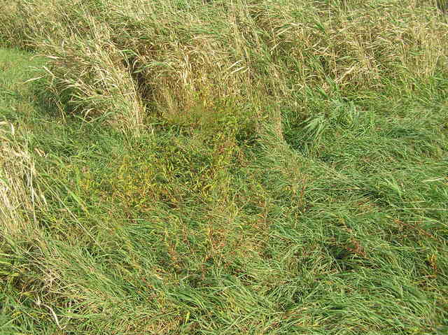 Ground cover at the confluence--tall grasses.