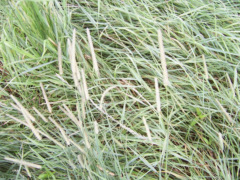 grass at the confluence