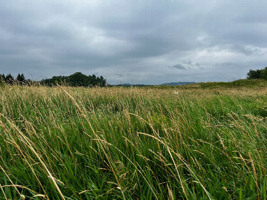 #1: The confluence point lies in this overgrown field, marked by a “No Trespassing” sign.  (This is also a view to the East.)