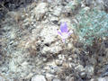 #5: Mariposa Lilly, a late-blooming wildflower of the eastern Washington shrub-steppe.