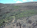 #6: Dead Canyon and shrub-steppe vegetation.