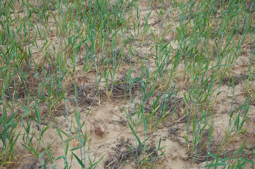 The confluence point lies just inside a wheat field