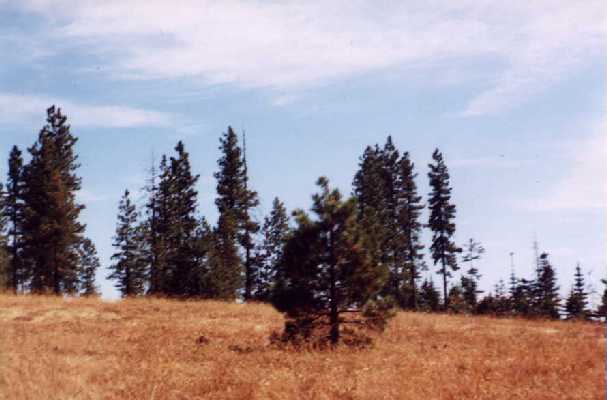 View south from the confluence.