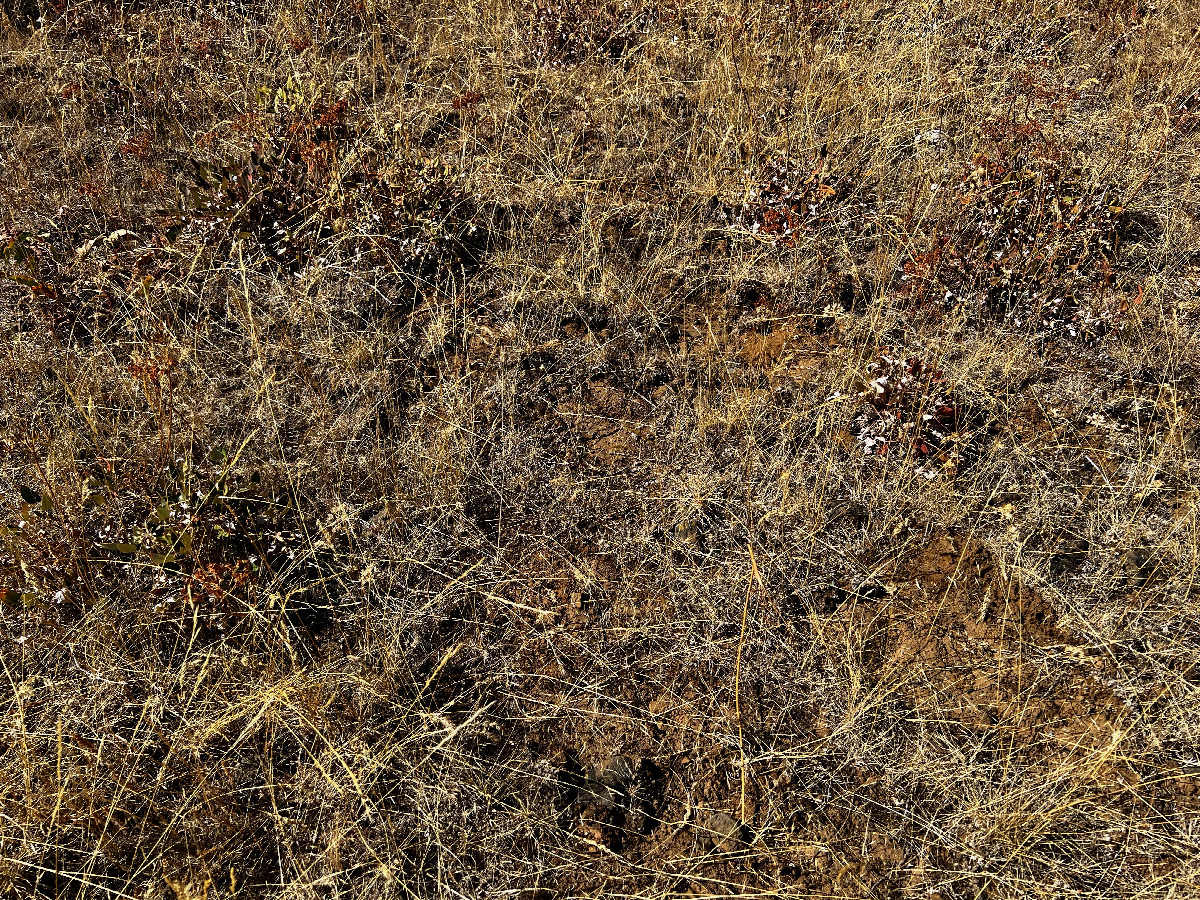 Ground cover at the confluence point