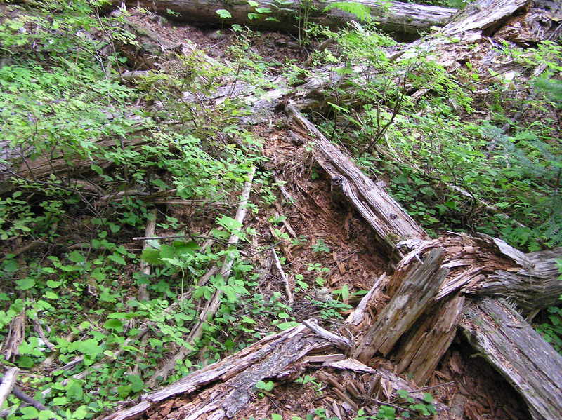 The confluence point lies within the Gifford Pinchot National Forest