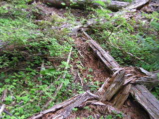 #1: The confluence point lies within the Gifford Pinchot National Forest