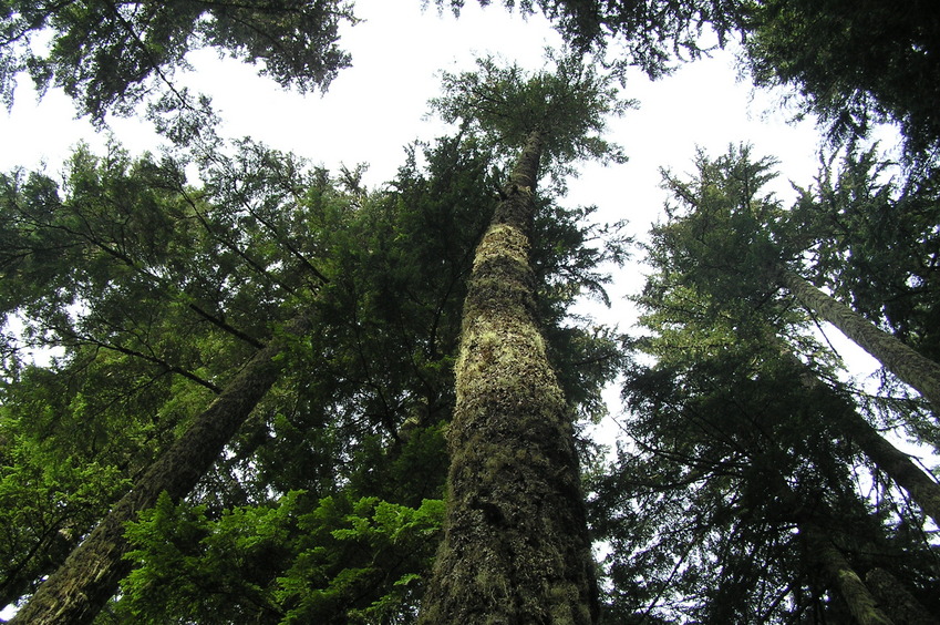 Sky view at the confluence site.  The center tree's roots are on the confluence.