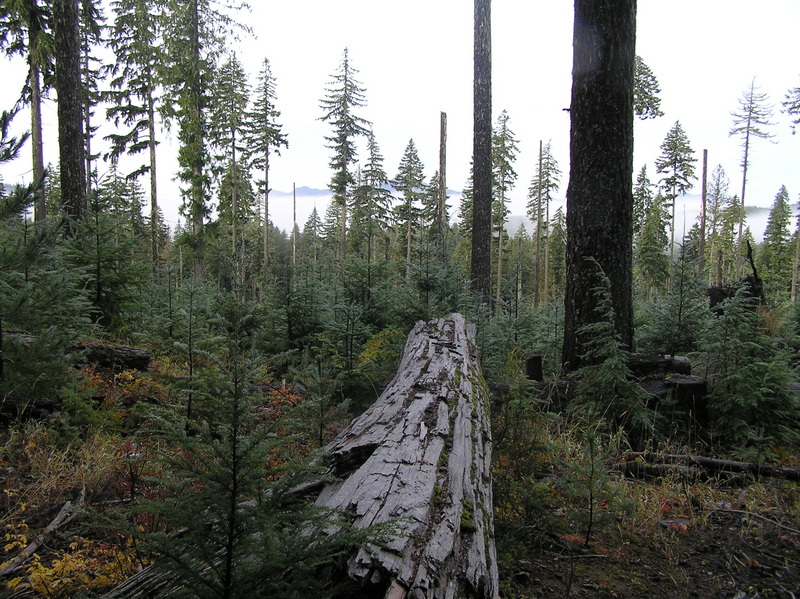 Log view from the confluence to the west.