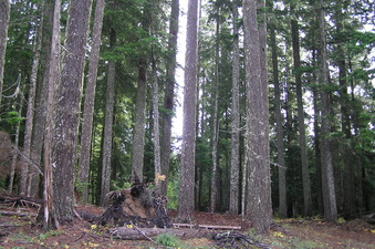 #1: View of the confluence of 46 North 122 West, looking east toward the site.