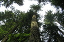 #3: Sky view at the confluence site.  The center tree's roots are on the confluence.