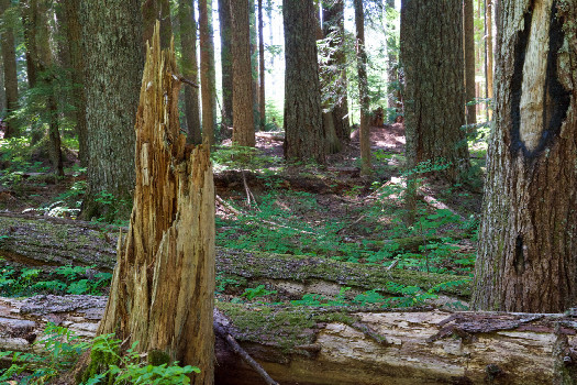 #1: The confluence point lies within the Gifford Pinchot National Forest.  (This is also a view to the West.)