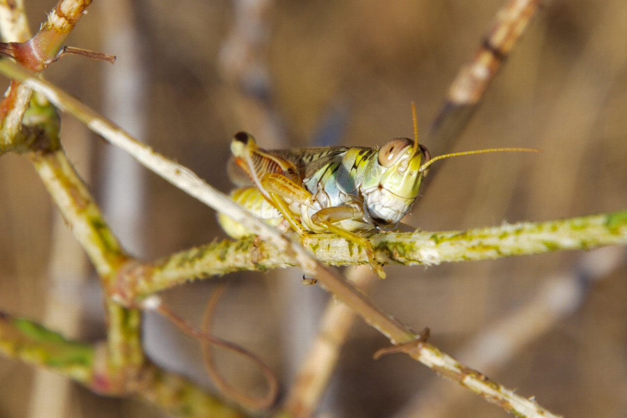 Hundreds of these small grasshoppers flew away as I hiked through the grass