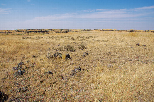 #1: The confluence point lies grassland, strewn with volcanic rocks.  (This is also a view to the North.)