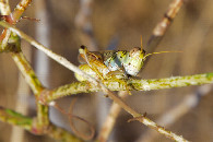 #12: Hundreds of these small grasshoppers flew away as I hiked through the grass