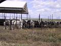 #6: Cattle in a feed lot about 1500m nw of confluence