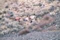 #4: Crumpled cars in the gorge at George, WA.