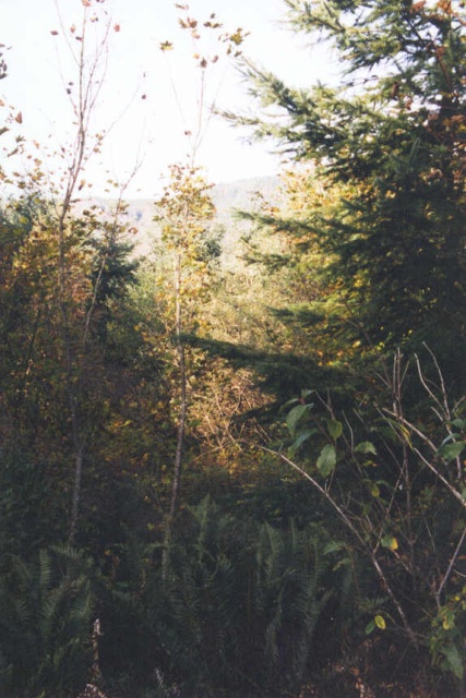 The confluence is back there, about 100 yards through the thick forest