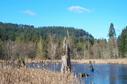 #10: Beaver pond on nature trail