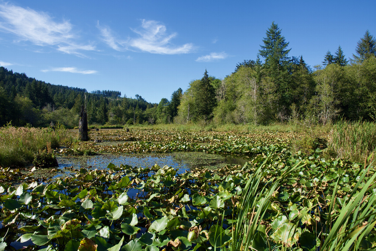 The McLane Creek Trail wetlands