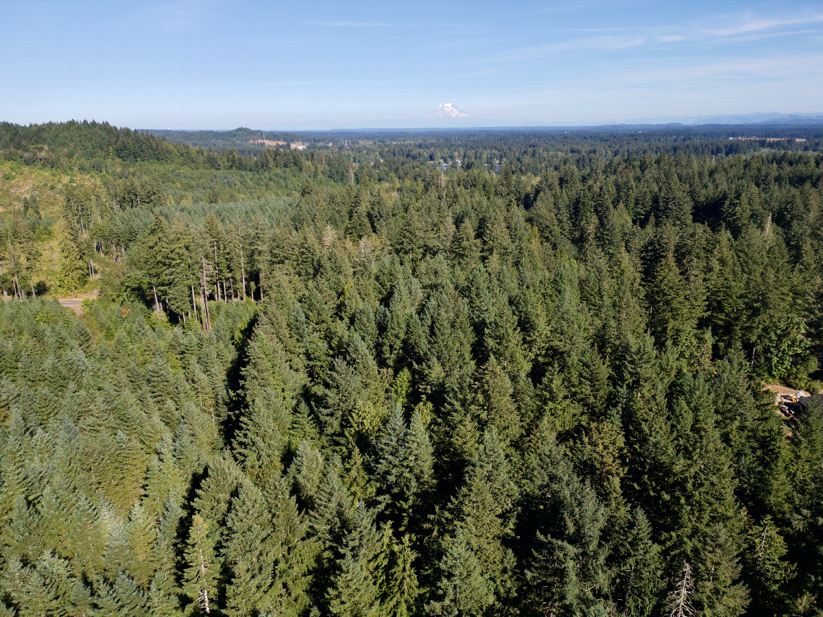 View East (with a view of Mt. Rainier), from 120m above the point