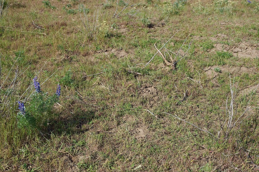 The confluence point lies in a flat grassy area, next to a gravel road