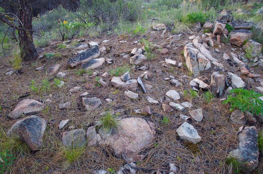 The confluence point lies in a forest clearing, just 400 feet from a dirt road