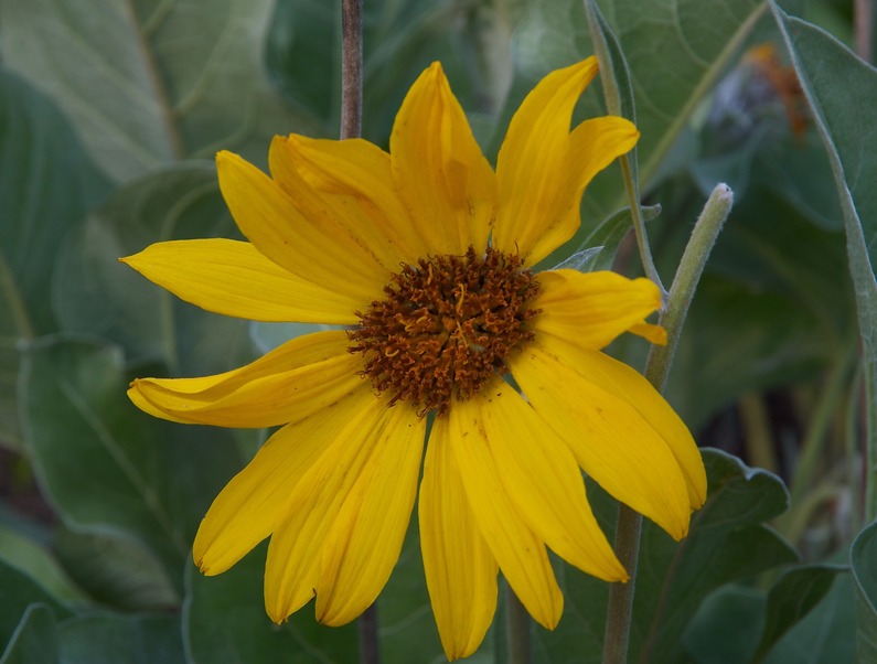 A wildflower growing at the confluence point