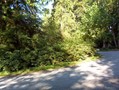 #3: View west across 171st from the driveway.