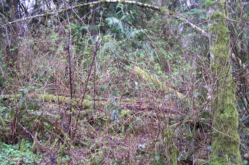 View to the south from the confluence.