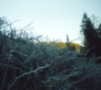 #6: Frosty bushes at the side of the fire road