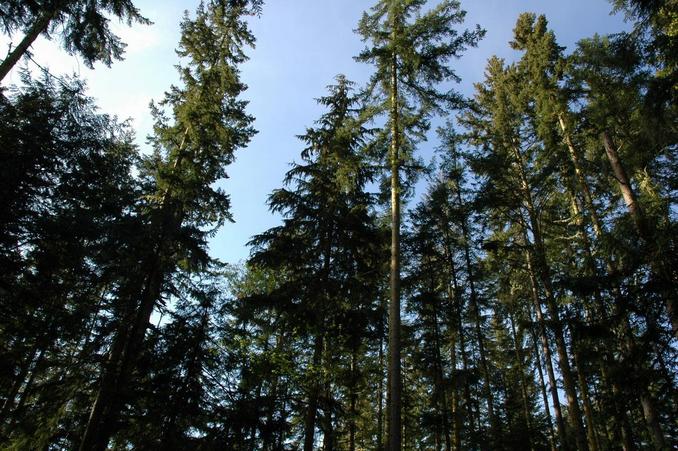 A view of the confluence point - looking up