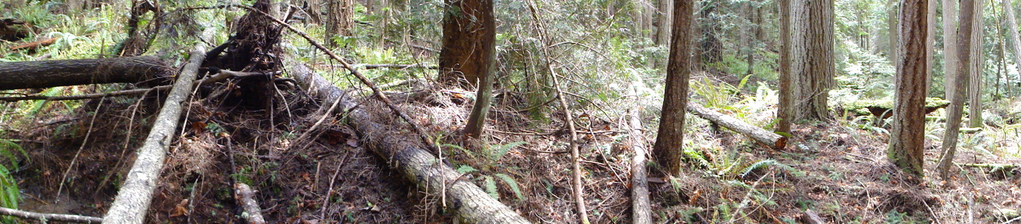 Forest around the point