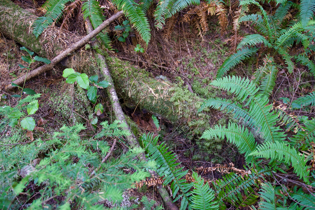 Ground cover at the confluence point