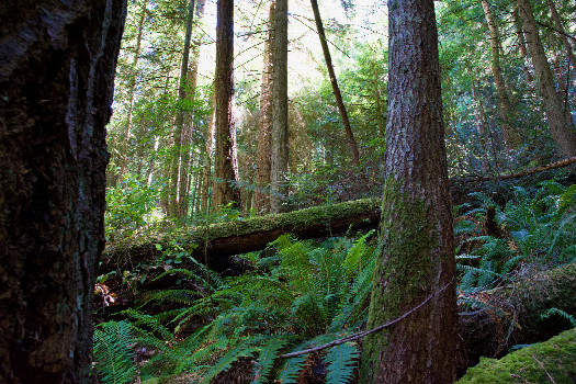 #1: The confluence point lies on a steep, forested slope.  (This is also a view to the East.)