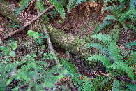 #5: Ground cover at the confluence point