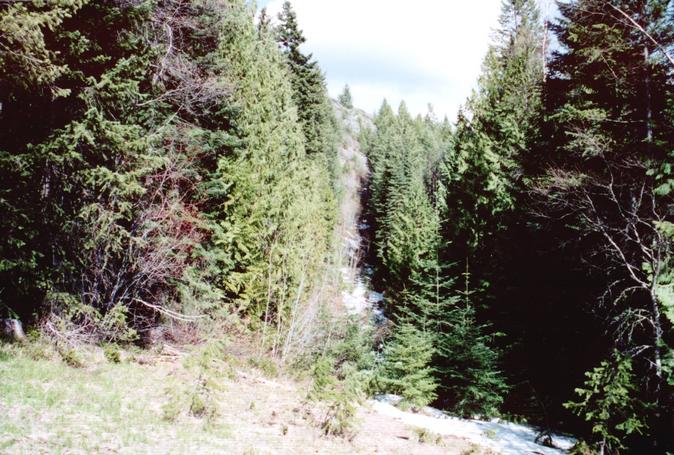 boundary cut line looking east