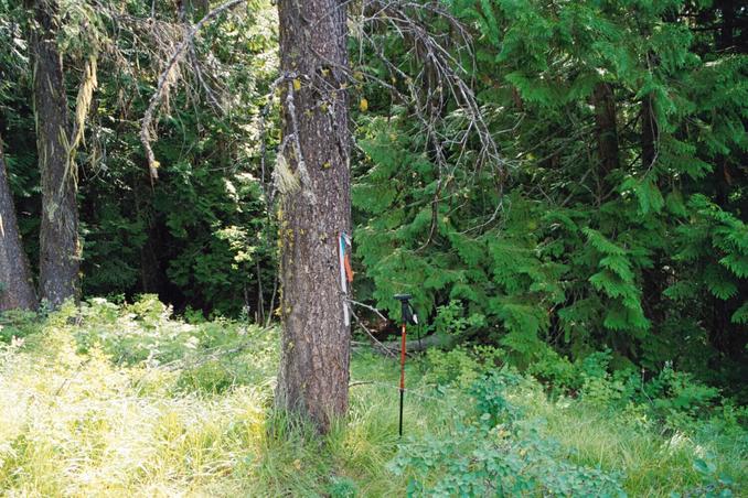 tree at confluence