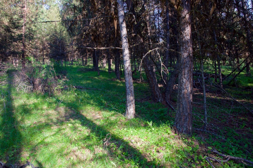 The confluence point lies on a forested slope, less than 30 feet south of the US-Canada border