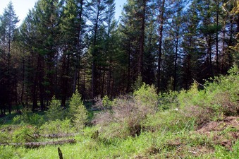 #1: View North (towards the US-Canada border clearing and fence, less than 30 feet away)